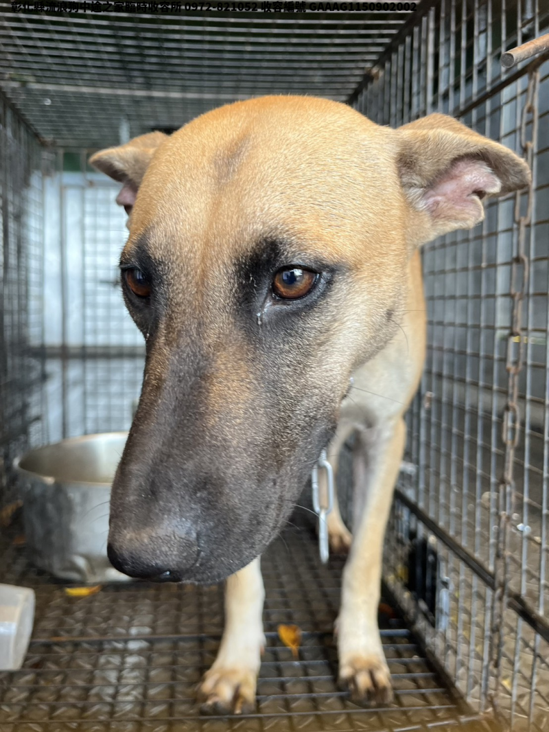 領養中型黃色母犬