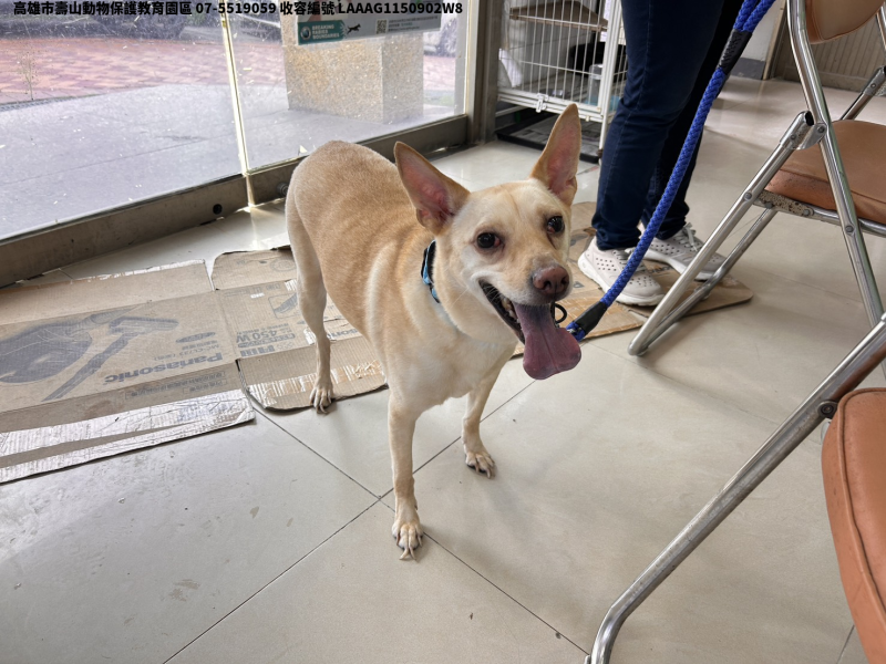 領養小型黃色公犬