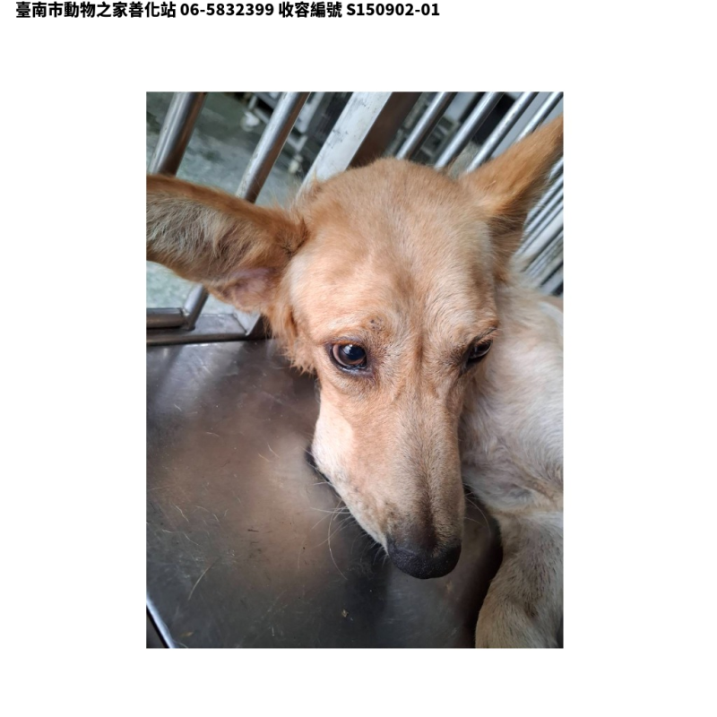 領養中型黃色母犬