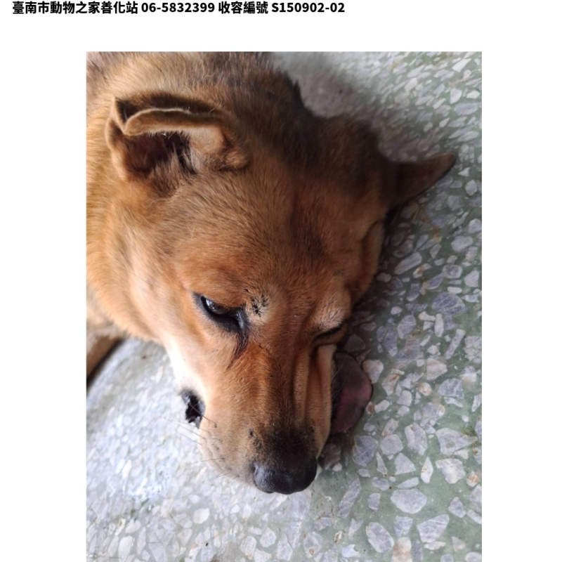 領養大型黑黃色公犬