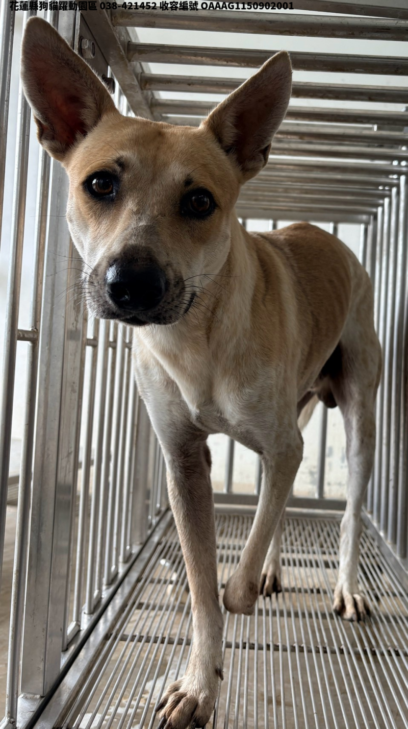 領養中型黃白色公犬