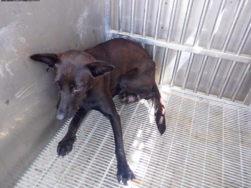 領養中型黑色母犬