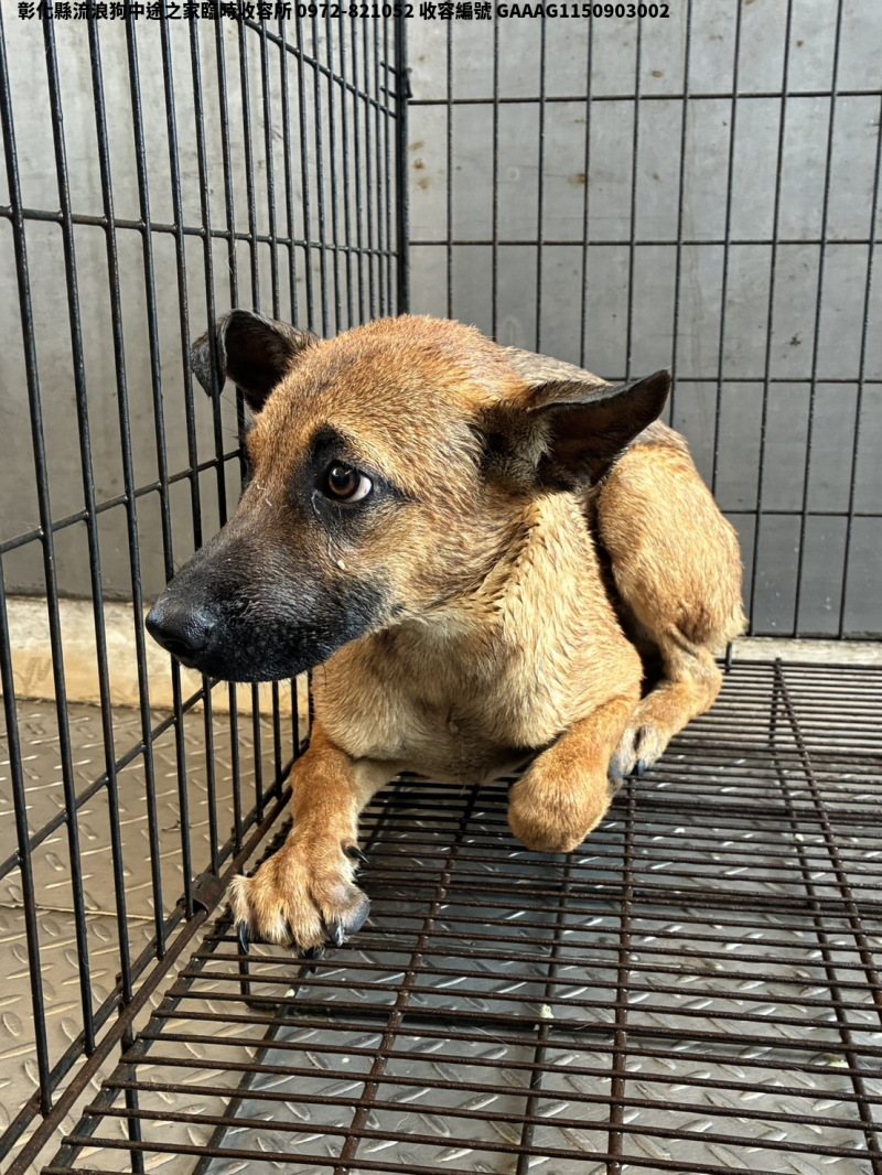 領養小型黃色公犬