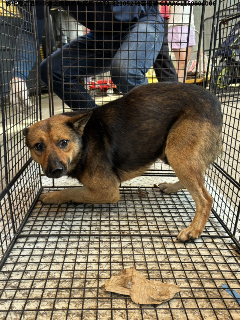 領養中型公犬