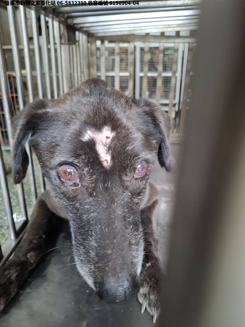 領養中型黑色公犬