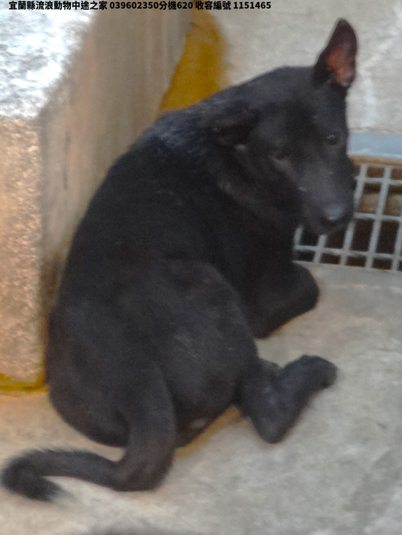 領養大型黑色公犬