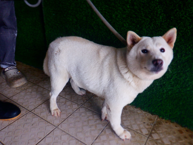 領養中型白色母犬