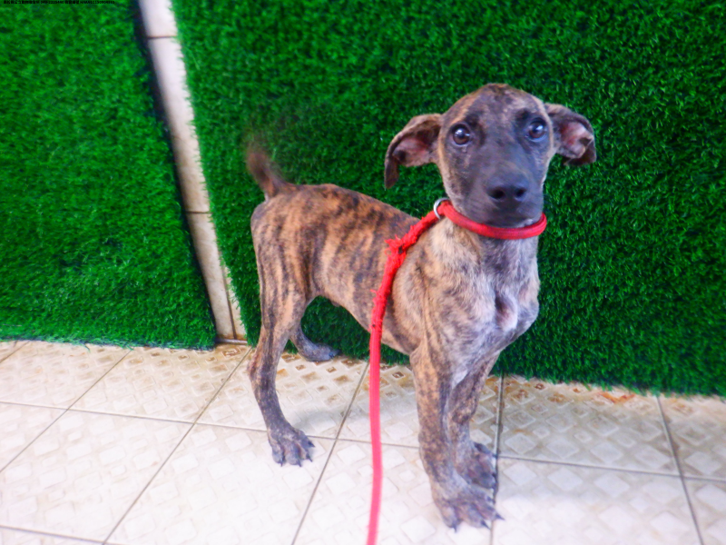 領養小型虎斑色公犬