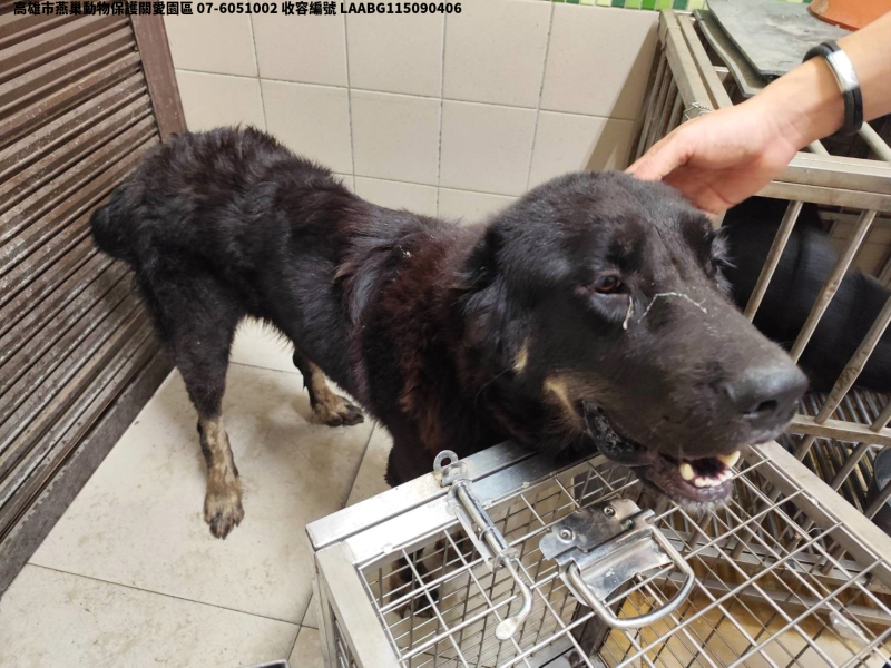 領養大型黑色母犬