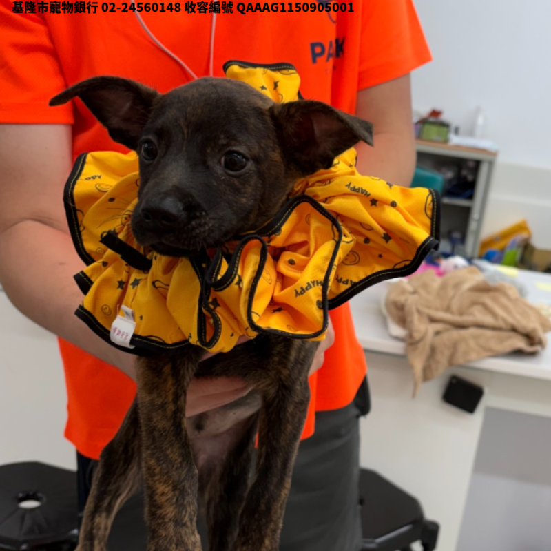 領養小型虎斑色公犬