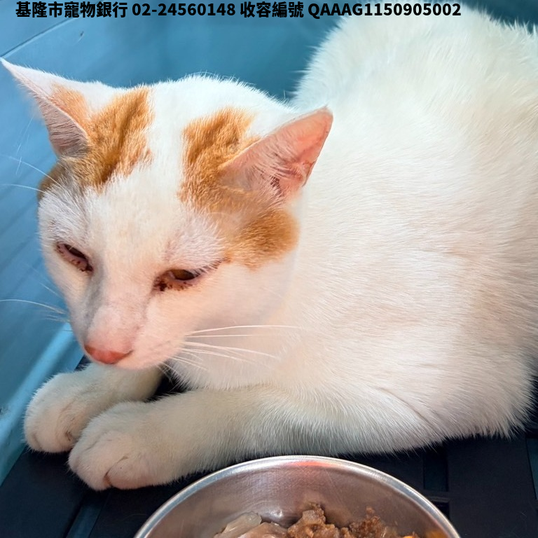 領養中型白色公貓