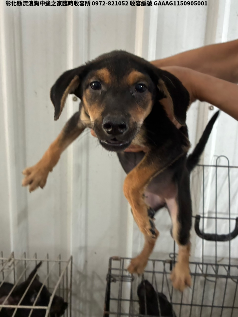 領養小型黑黃色母犬
