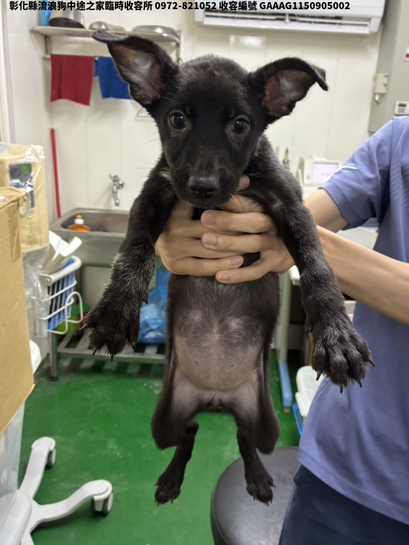 領養小型黑色母犬