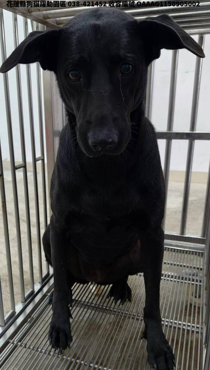 領養中型黑色母犬