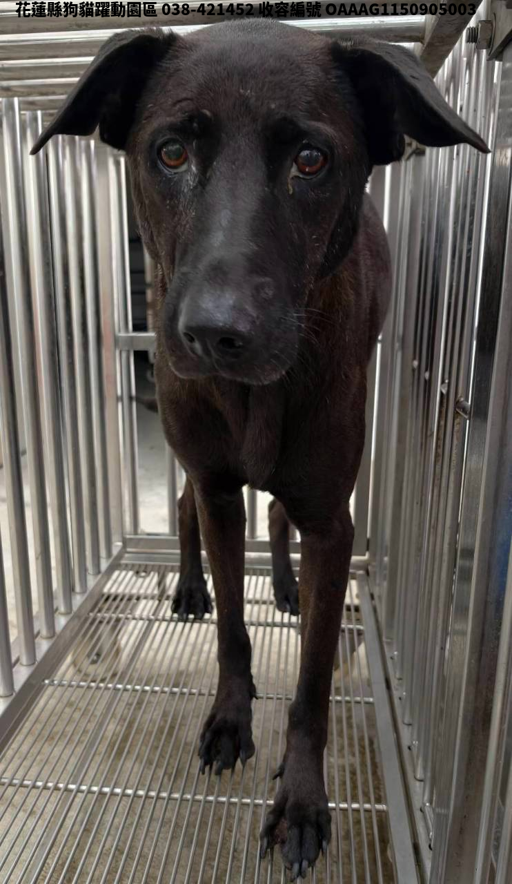 領養中型黑色母犬