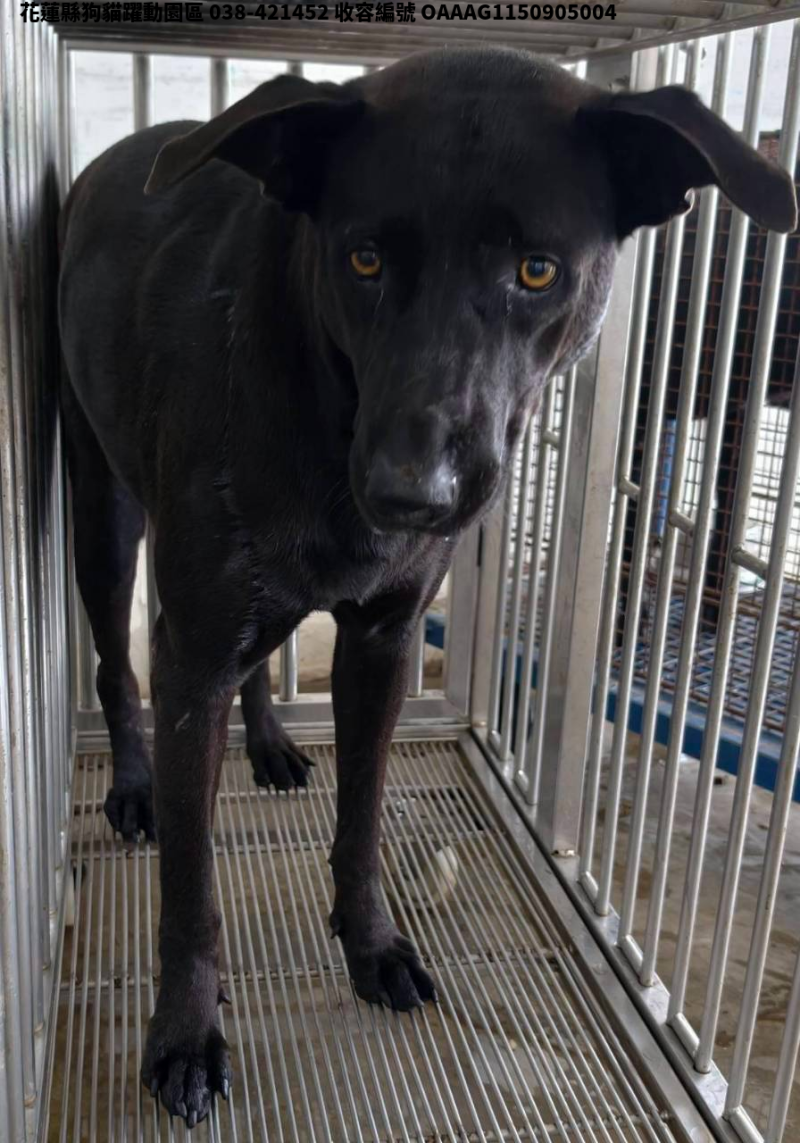 領養中型黑色母犬