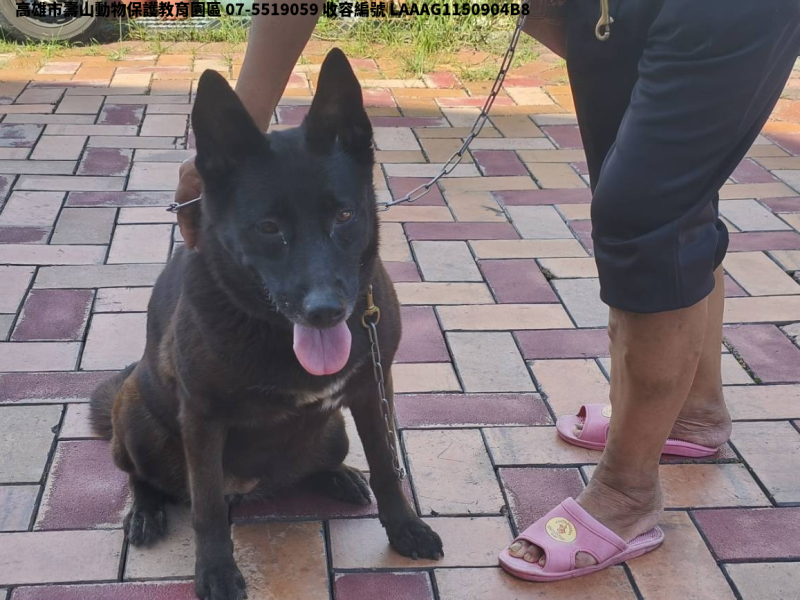 領養大型黑色母犬