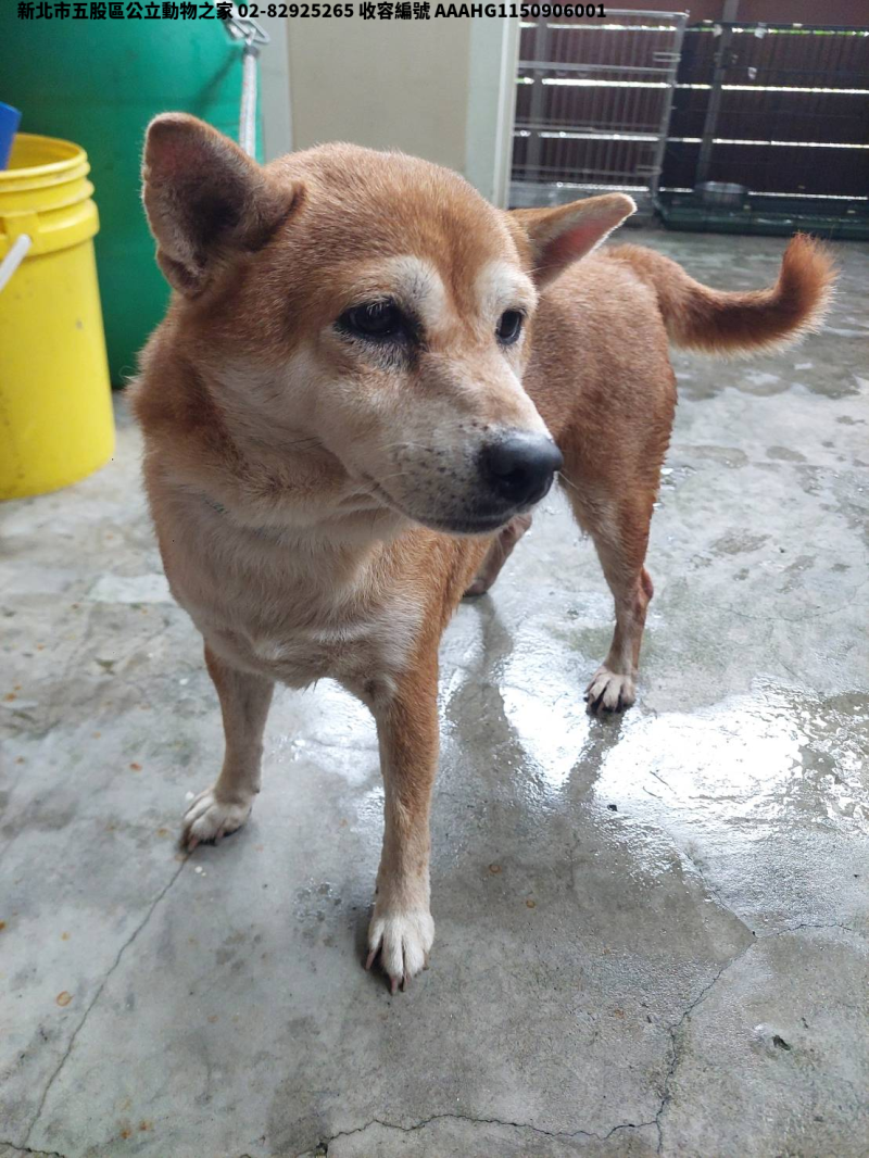 領養中型棕色母犬