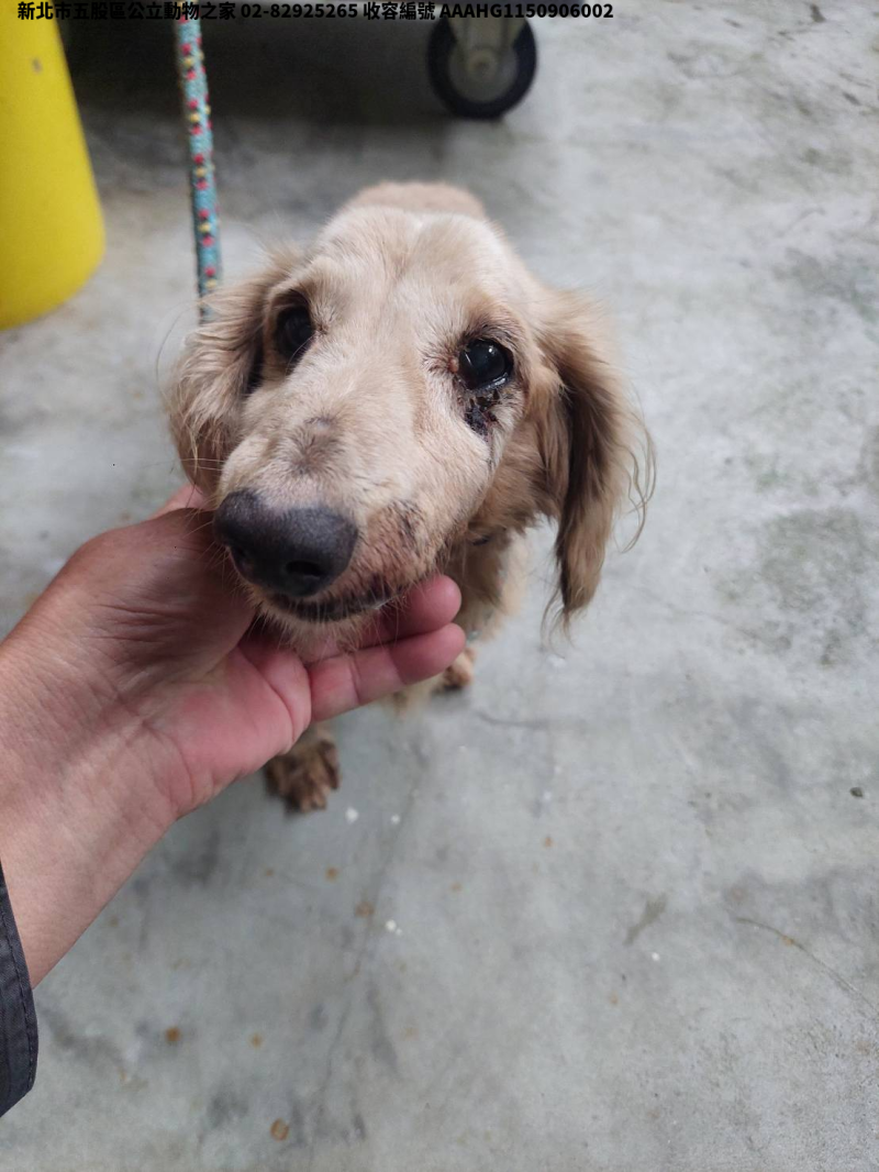 領養中型黃色公犬