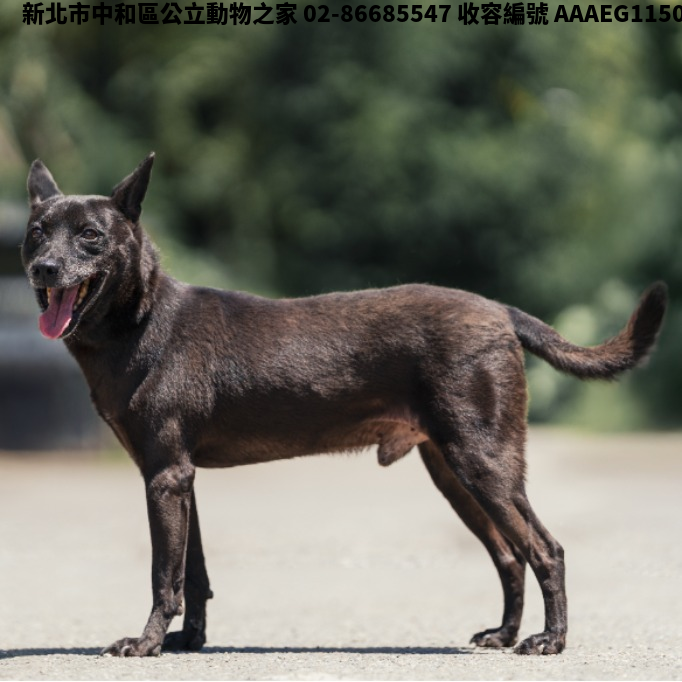 領養中型黑色公犬