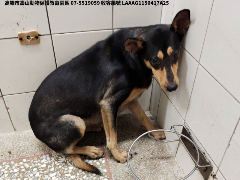 領養大型黑色母犬