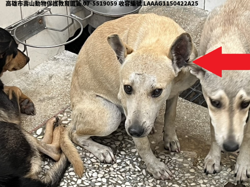 領養大型黃色母犬