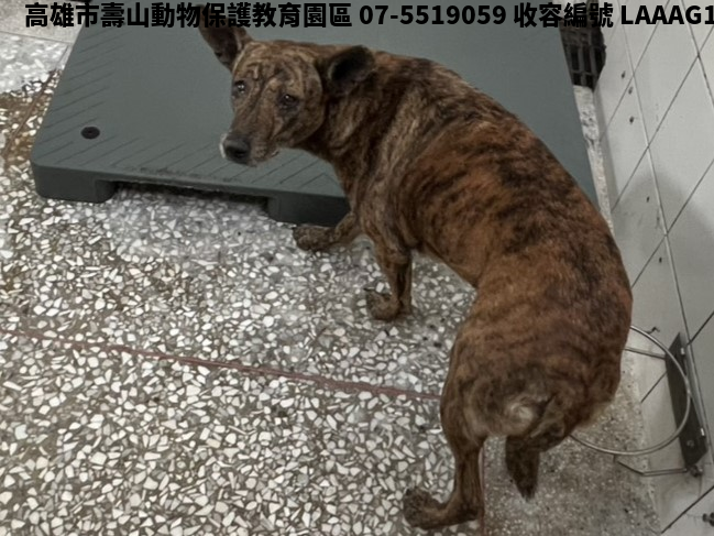 領養大型虎斑色母犬