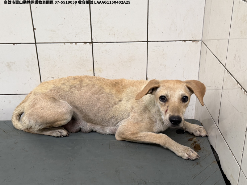 領養中型黃色母犬