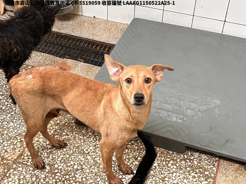 領養大型黃色母犬