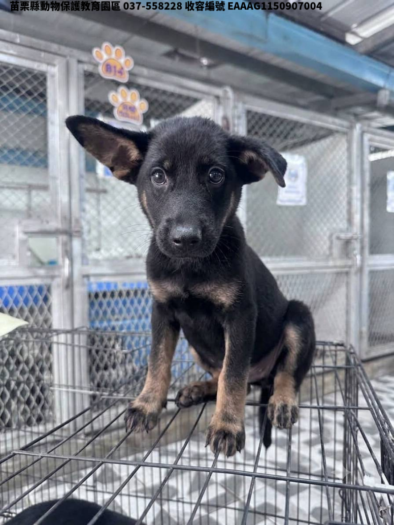 領養中型黑棕色公犬