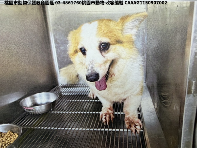 領養中型黃白色母犬