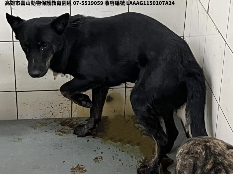 領養中型黑色公犬