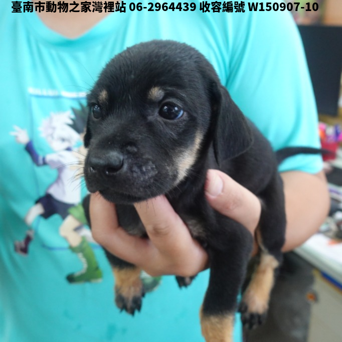 領養小型黑黃色母犬