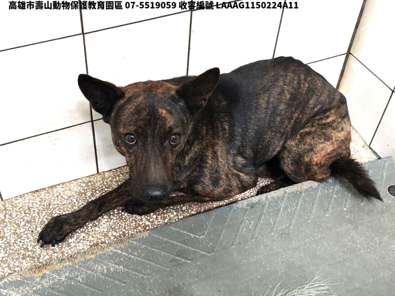 領養大型虎斑色公犬