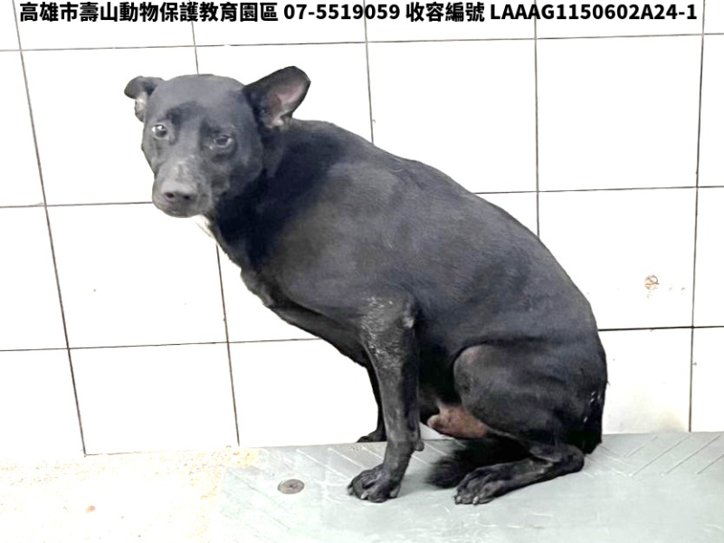 領養大型黑色公犬
