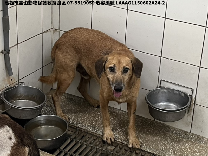 領養大型黃色公犬