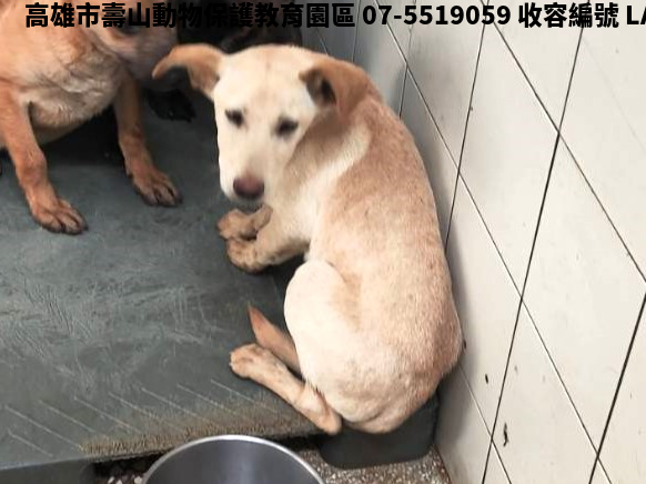 領養大型黃色公犬