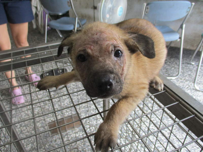 領養中型黃色母犬