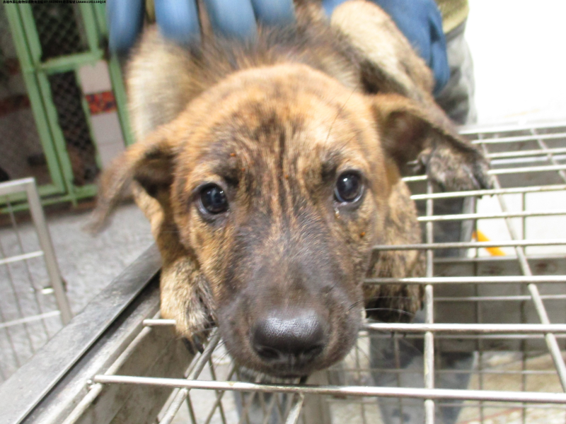 領養中型虎斑色母犬