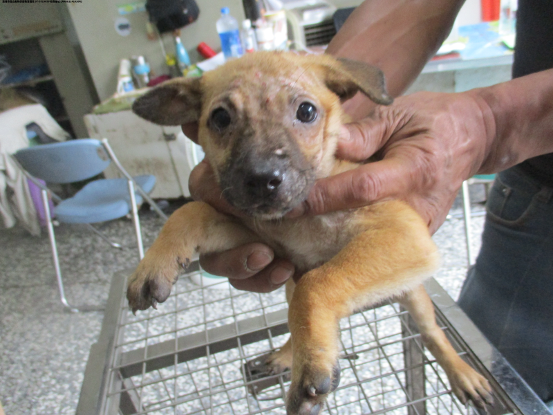 領養中型黃色母犬