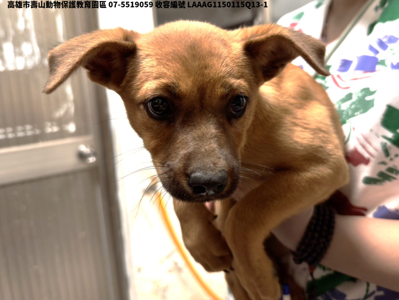 領養中型黃色母犬