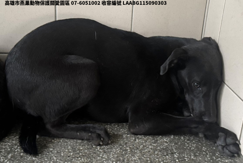 領養大型黑色母犬