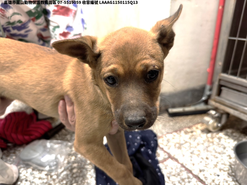 領養中型黃色母犬