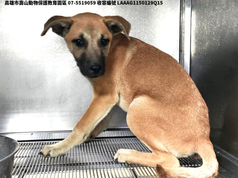 領養中型黃色母犬
