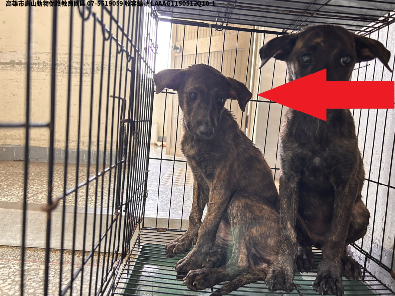 領養中型黃色母犬