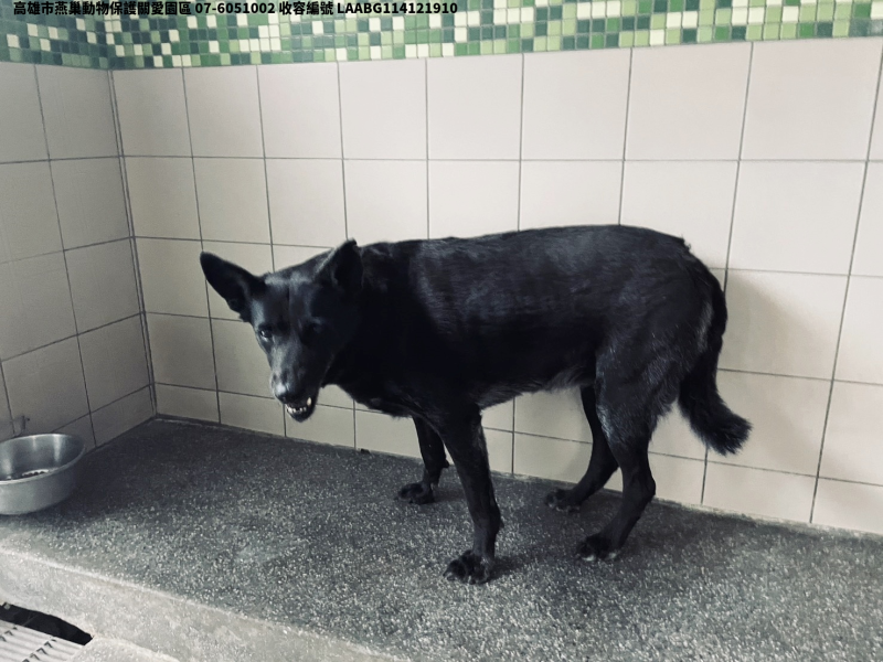 領養大型黑色母犬