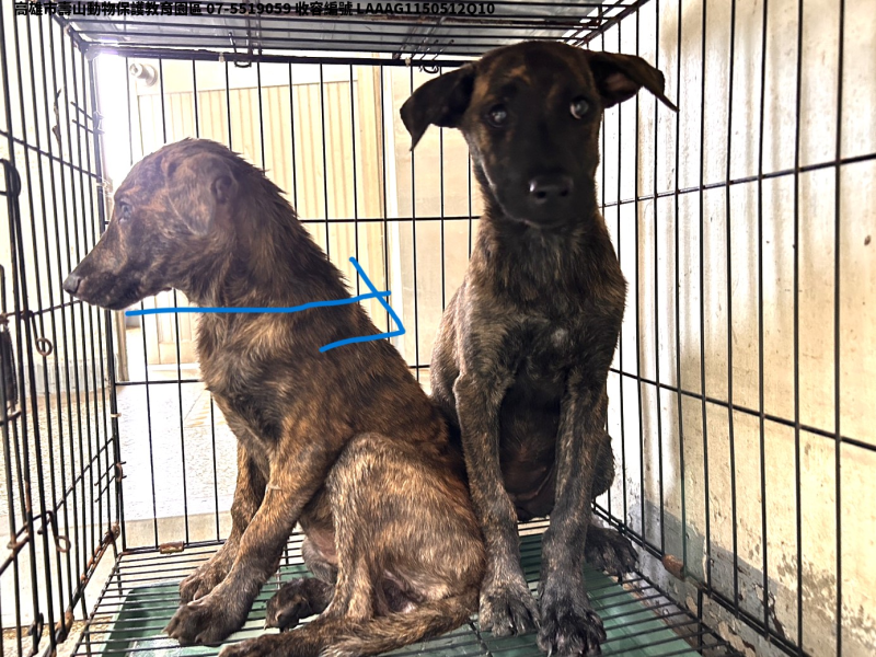 領養中型虎斑色母犬
