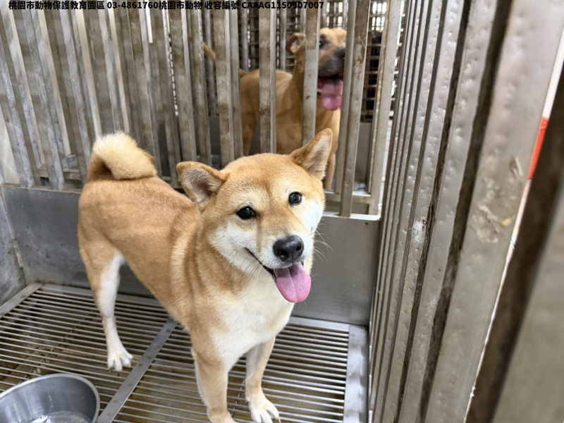 領養中型黃色公犬