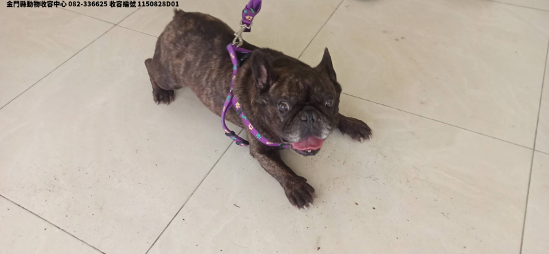 領養小型虎斑色母犬