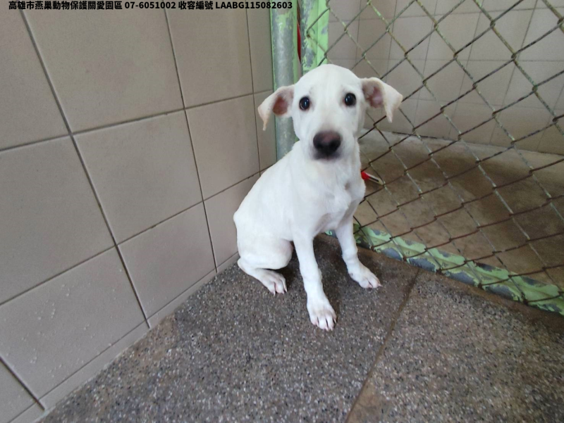 領養小型白色公犬